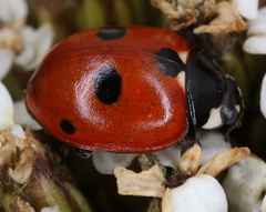 Coccinella quinquepunctata