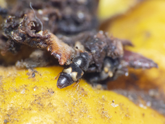 Carpophilus hemipterus