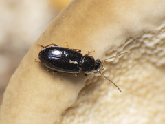 Carabidae