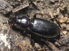 Carabidae