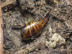 Forficula auricularia