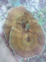 Coltricia cinnamomea