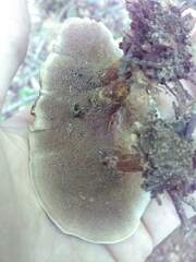 Coltricia cinnamomea