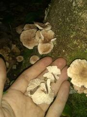 Collybiopsis dichroa