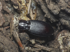 Carabidae