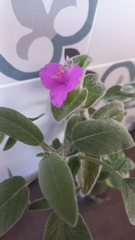 Tradescantia sillamontana