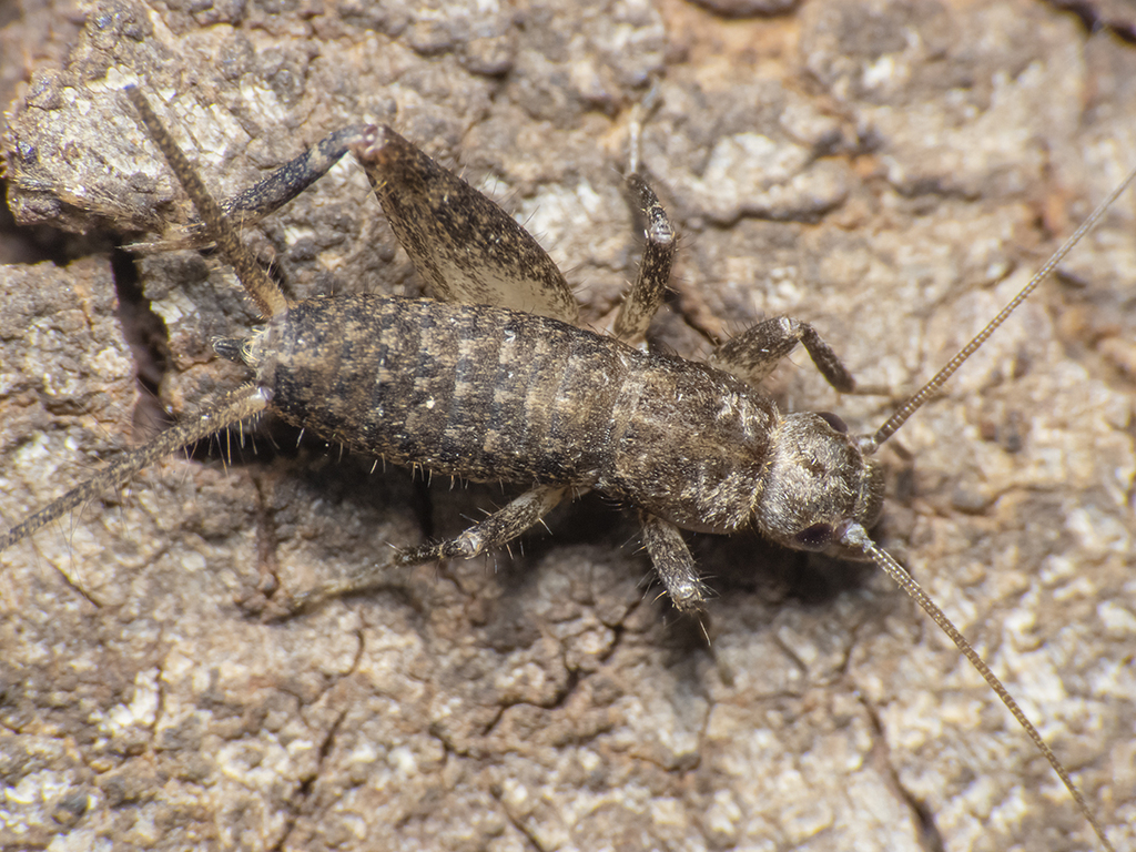 Hoplosphyrum griseum