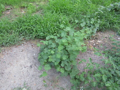 Vitis riparia