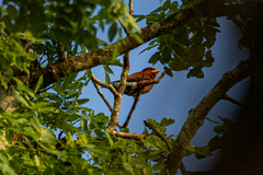 Eurystomus glaucurus