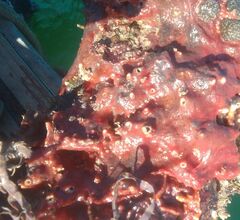 Spirastrella cunctatrix