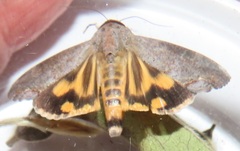 Hypocala deflorata