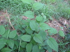 Celtis occidentalis