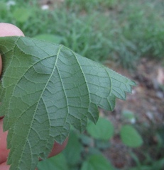 Celtis occidentalis