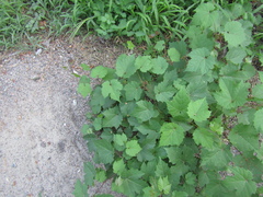 Vitis riparia