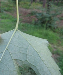 Vitis riparia