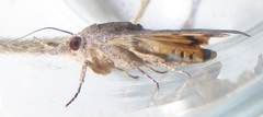 Hypocala deflorata