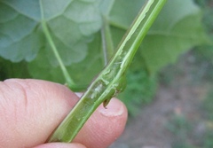 Vitis riparia