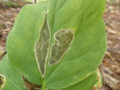 Parallelomma vittatum
