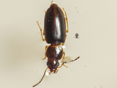 Carabidae
