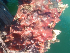 Spirastrella cunctatrix