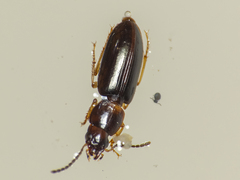 Carabidae