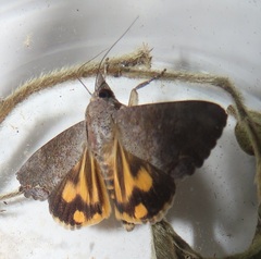 Hypocala deflorata