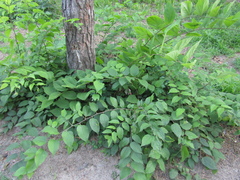 Celtis occidentalis