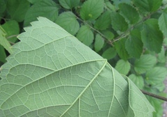 Celtis occidentalis