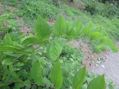 Celtis occidentalis