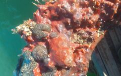 Spirastrella cunctatrix