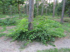 Celtis occidentalis