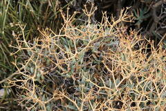 Bupleurum spinosum