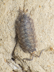 Porcellio scaber