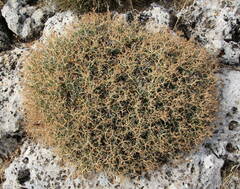Bupleurum spinosum