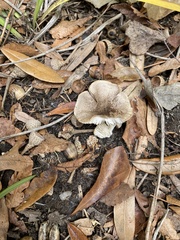 Amanita vaginata