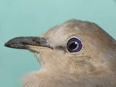 Columbina picui picui