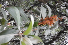 Phragmanthera