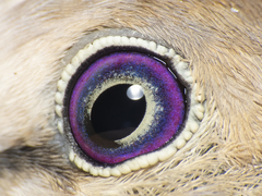 Columbina picui picui