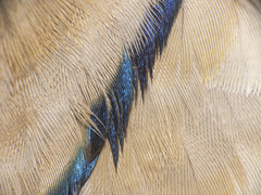 Columbina picui picui