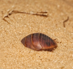 Corydiidae