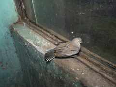 Columbina picui picui