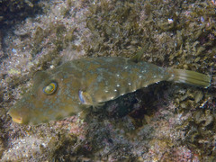 Sphoeroides lobatus