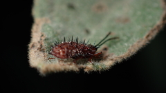 Dicladispa testacea