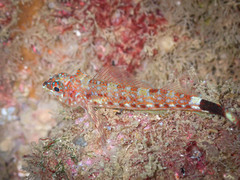 Crocodilichthys gracilis