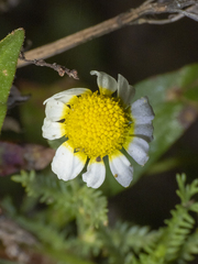 Anthemideae