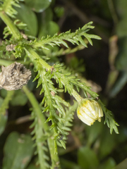 Anthemideae