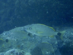 Haemulon steindachneri