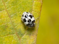 Psyllobora picta