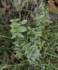 Vicia sepium
