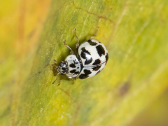 Psyllobora picta